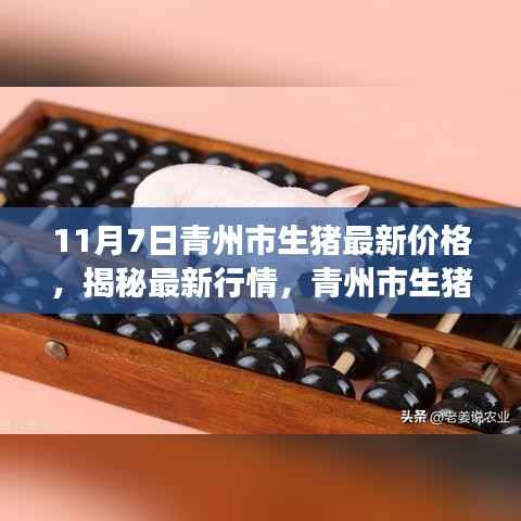 揭秘青州市生猪最新行情,11月7日价格动态分析