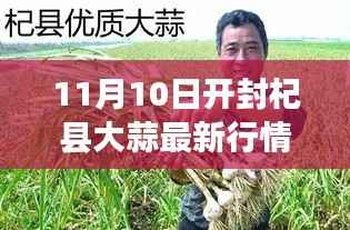 开封杞县大蒜行情解析，最新市场动态与行情指南（11月10日）