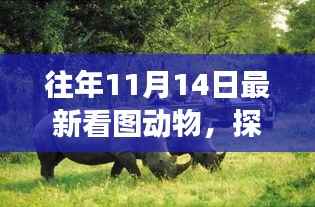 往年11月14日,揭秘动物世界,自然秘境探索之旅