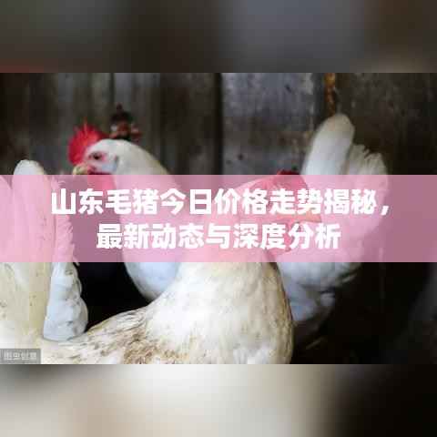 山东毛猪今日价格走势揭秘,最新动态与深度分析