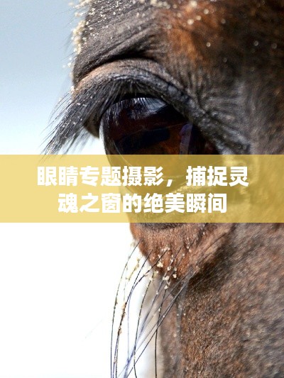 眼睛专题摄影,捕捉灵魂之窗的绝美瞬间
