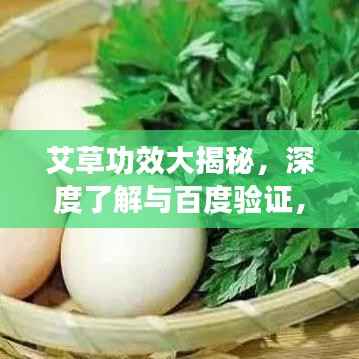 艾草功效大揭秘，深度了解与百度验证，不容错过！